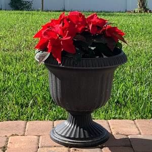 Meet your Posher, Liliya